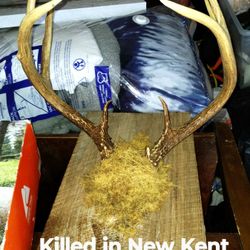 Deer Antlers Mount
