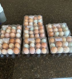 Eggs for sale