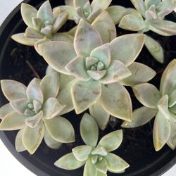 Adorable Ghost Plant 🪴 