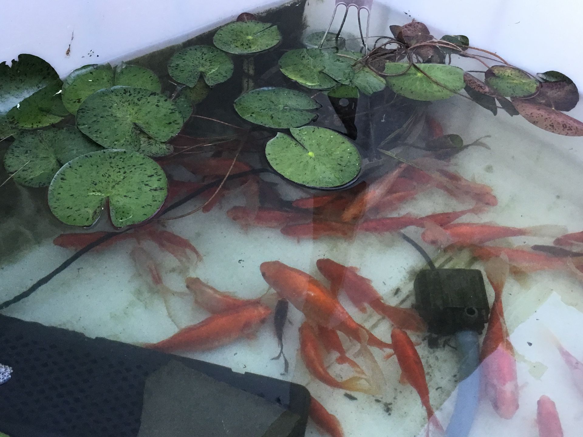 Pond Goldfish / Colors/ Fantails 🐡Huge Sale