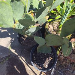 Pickless Cactus 