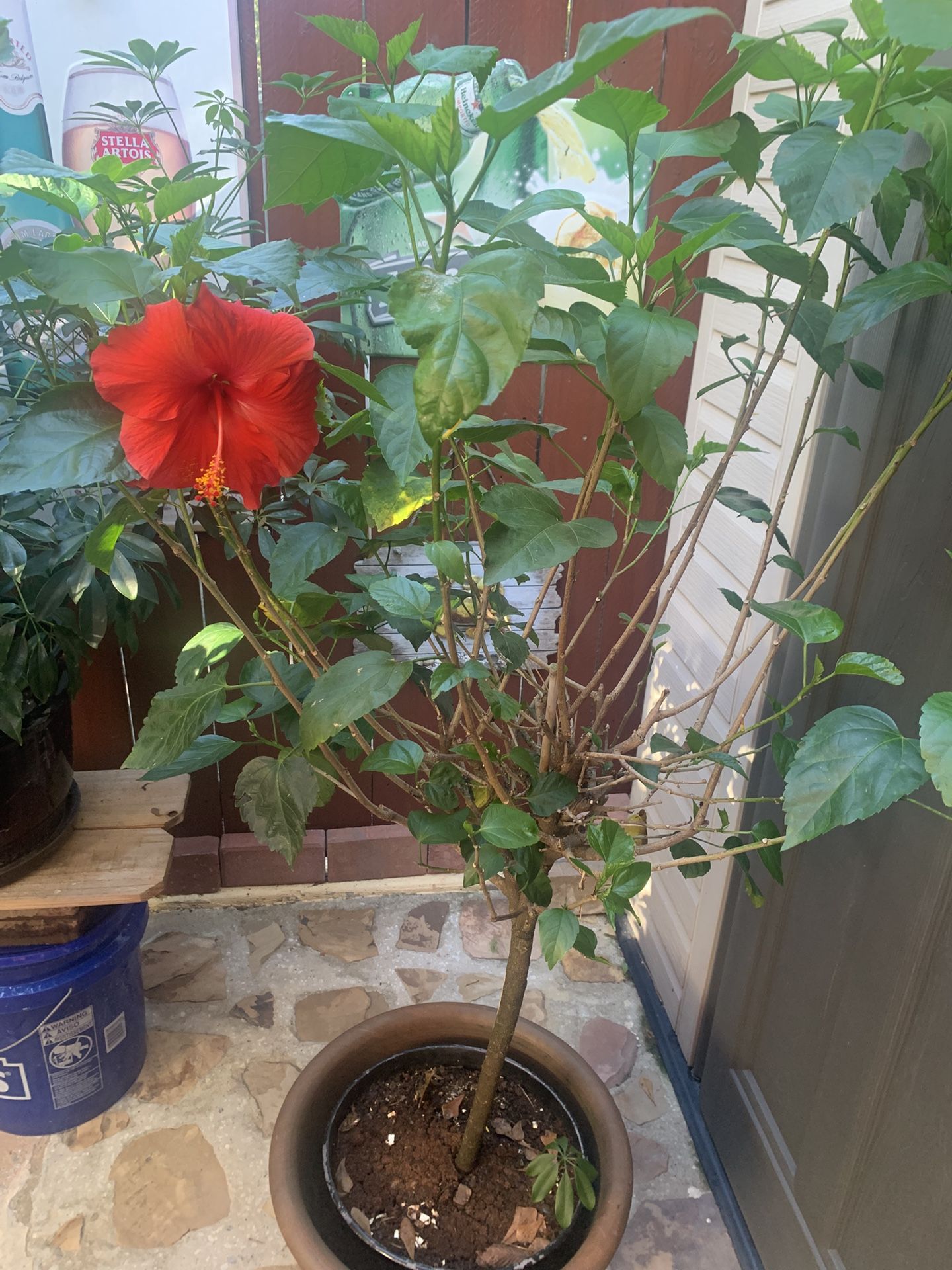 Hibiscus Tree