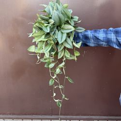 6” Big Scindapsus Moonlight Very Hard To Find In This Size