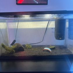 10 Gallons Fish Tank