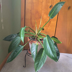Large healthy and pest-free philodendron green Congo