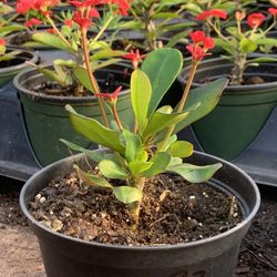  Crown of Thorns, Euphorbia milii, Madagascar Christ Thorn