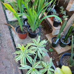 Song Of India Plants