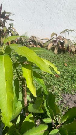 2 different MangosTree Plant