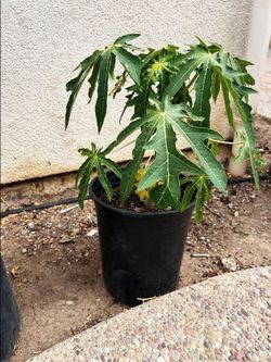 Papaya Plant in Black Nursery Pot