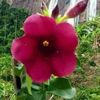 Edna