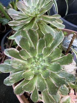 Rare aeonium *ink painting cutting