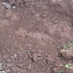 Free Dirt  Tierra Gratis 