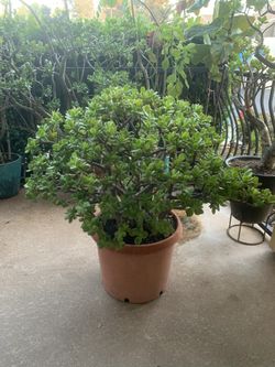 Extra Large Jade Plant With Organic Soil - Approximately 100  LBS