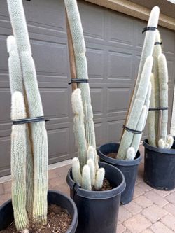 Multi Stalk 5-6ft Silver Torch Cactus