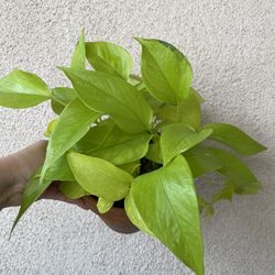 Beautiful Neon Pothos Plant 6’pot