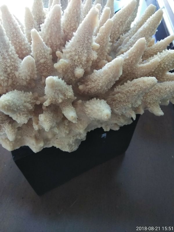 Faux Coral Decor On Black Stand For Sale In Hutchinson Island Fl