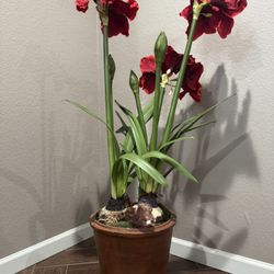 Super Cute Red Amarily Pot