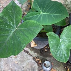 Plants    Elefant Ears , Syngonium, Manjula Pothos