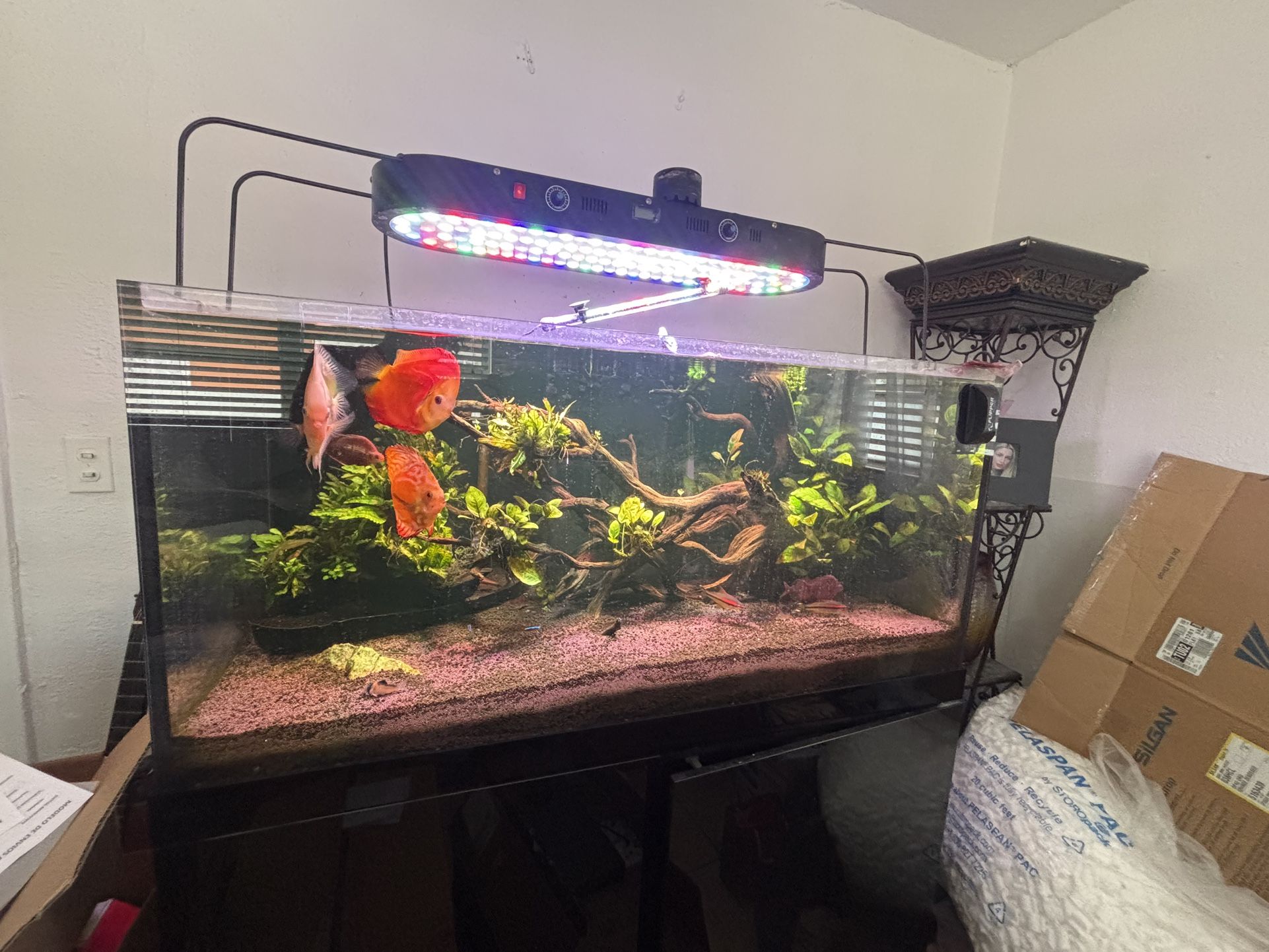 100 GALLON FISH TANK