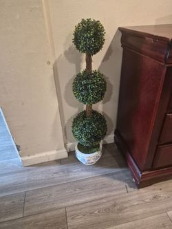Plant
