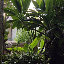 Tropical Plants Garden