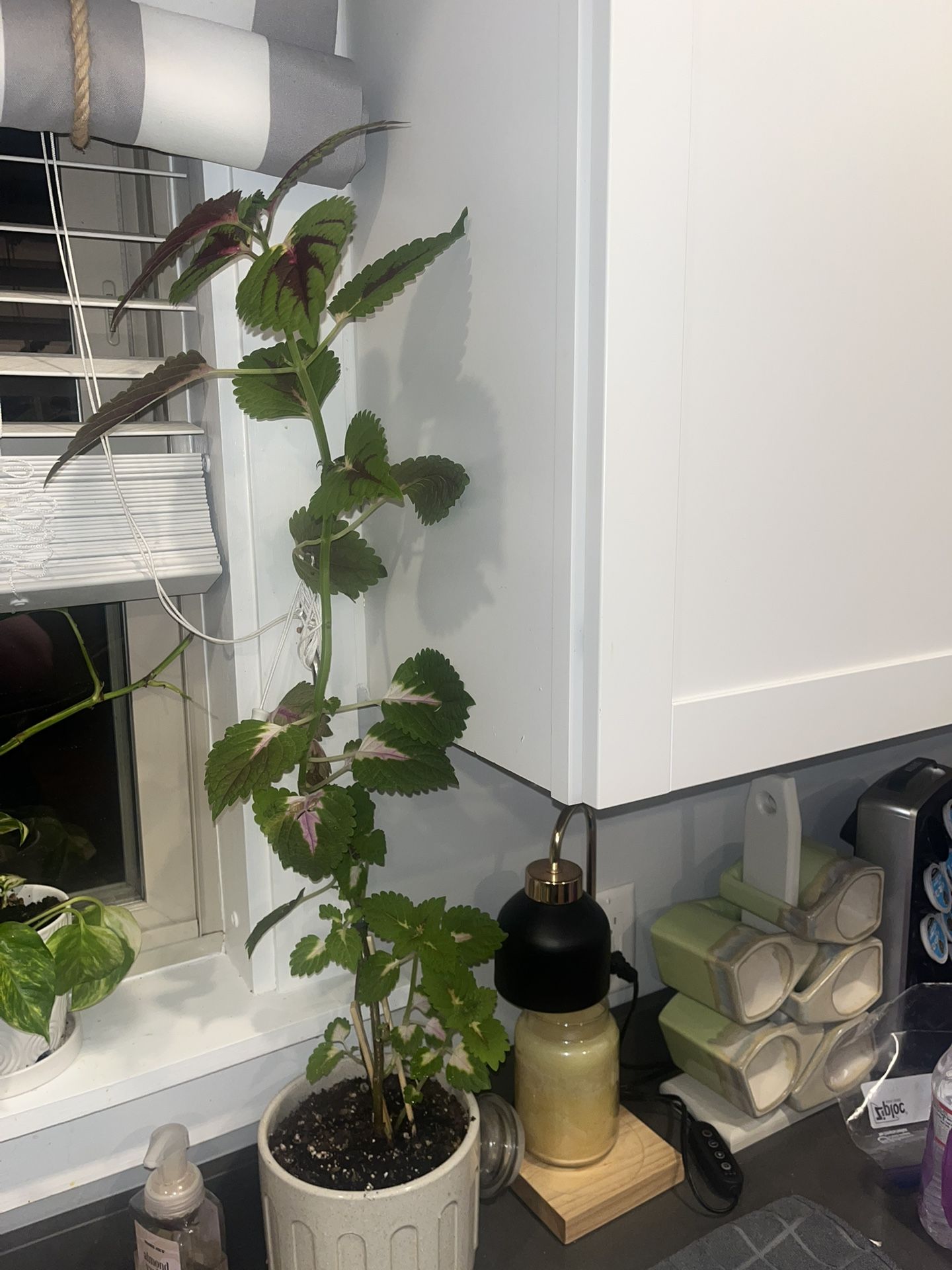 Coleus Plant 