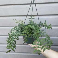 6” hoya bella