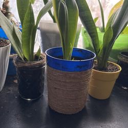 Plantas, interior y exterior