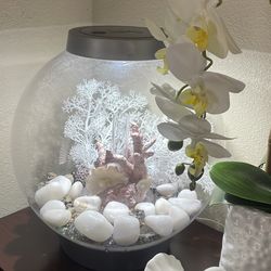 Beautiful 4 Gallon Aquarium 