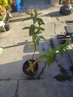 Guava Tree