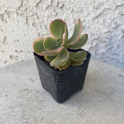 2 Inch Pot Succulent Plant - Crassula Swaziensis Variegata - Money Maker Variegated - Rooted & Established - Drought Resistant 🪴 Perfect Baby Bridal 