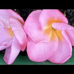 Bag Rooted Plumerias