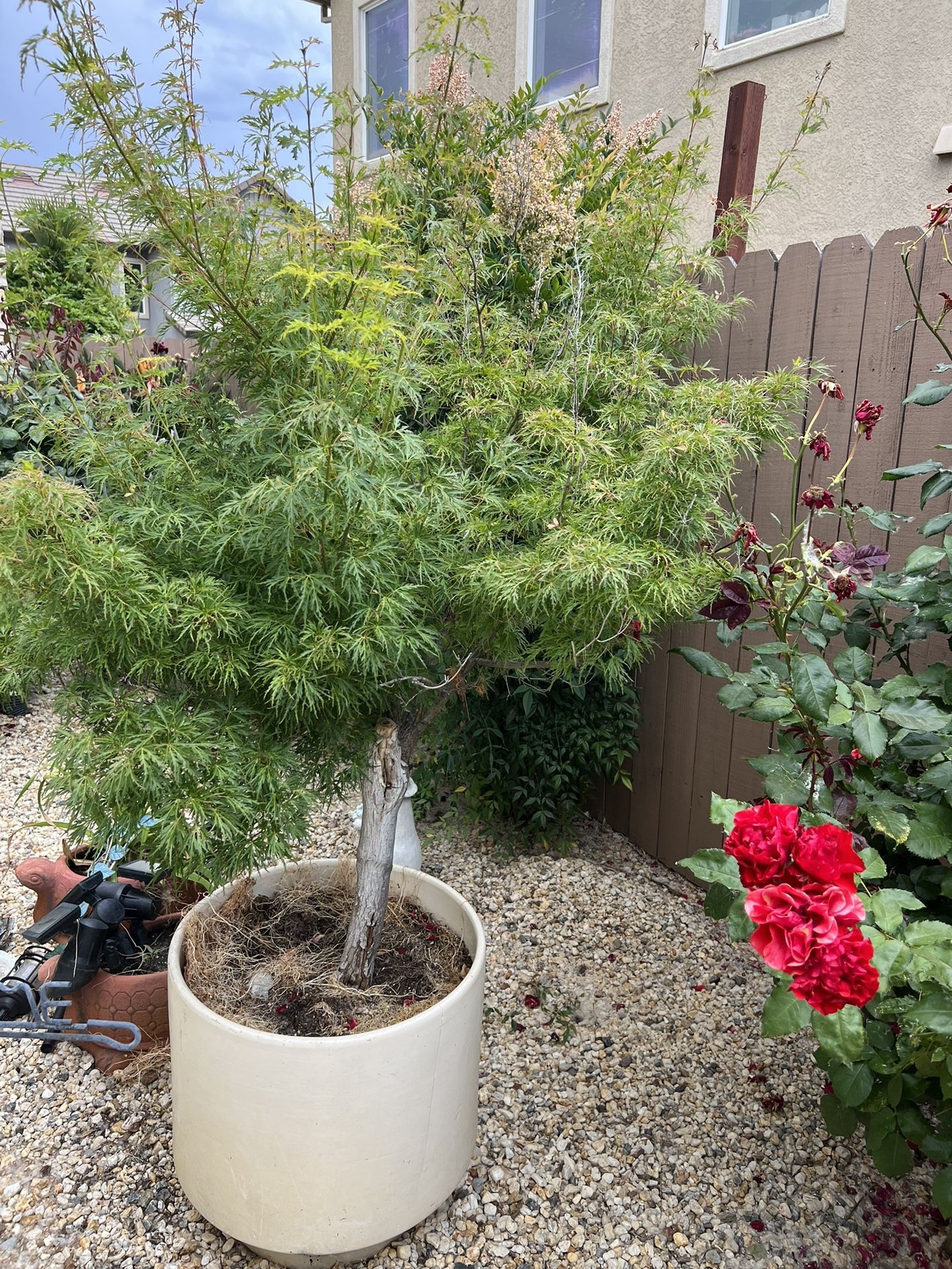 large-japanese-maple-tree-with-ceramic-pot-for-sale-in-hood-ca-offerup