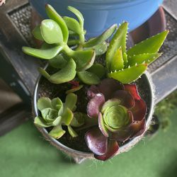 Cute Pot Of Succulents 