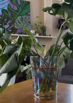 Monstera Propagations