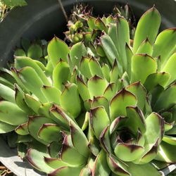 Hen And Chicks (succulent Plants)