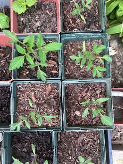 Tomato Seedlings