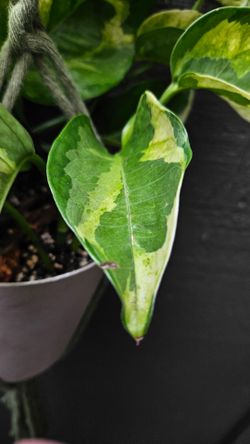 Uncommon collector plant Epipremnum pothos: Monet Sol resting in a matching green plant hanger.