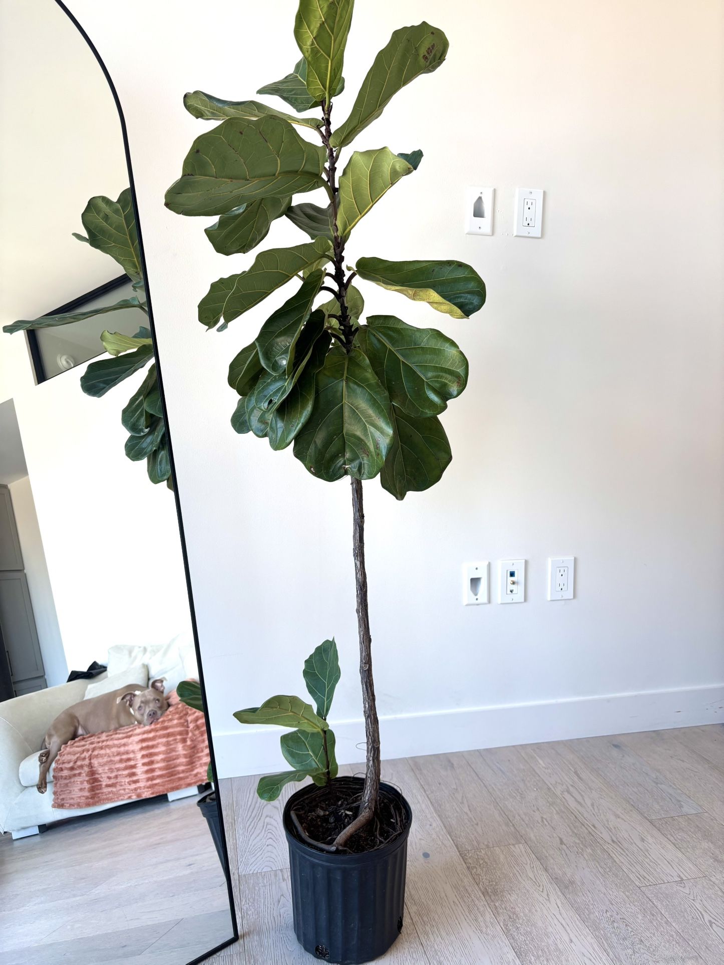 Large Fiddle Leaf Fig Tree