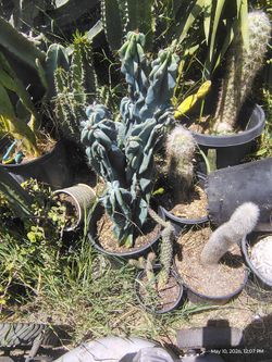 Monstroses apple cactus plant
