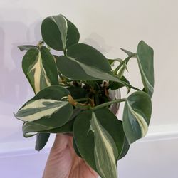 Philodendron Rio
