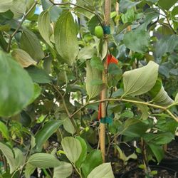 thai Giant jujube tree