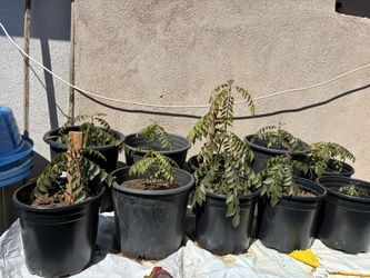 1 Gallon Very Healthy Curry Leave Plant