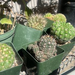 Cactus