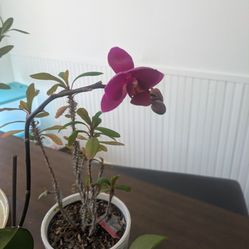 Double Purple Orchid Starting To Bloom
