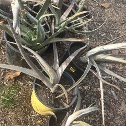 Free Aloe Vera