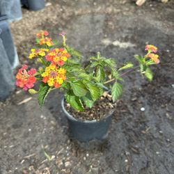 Lantana