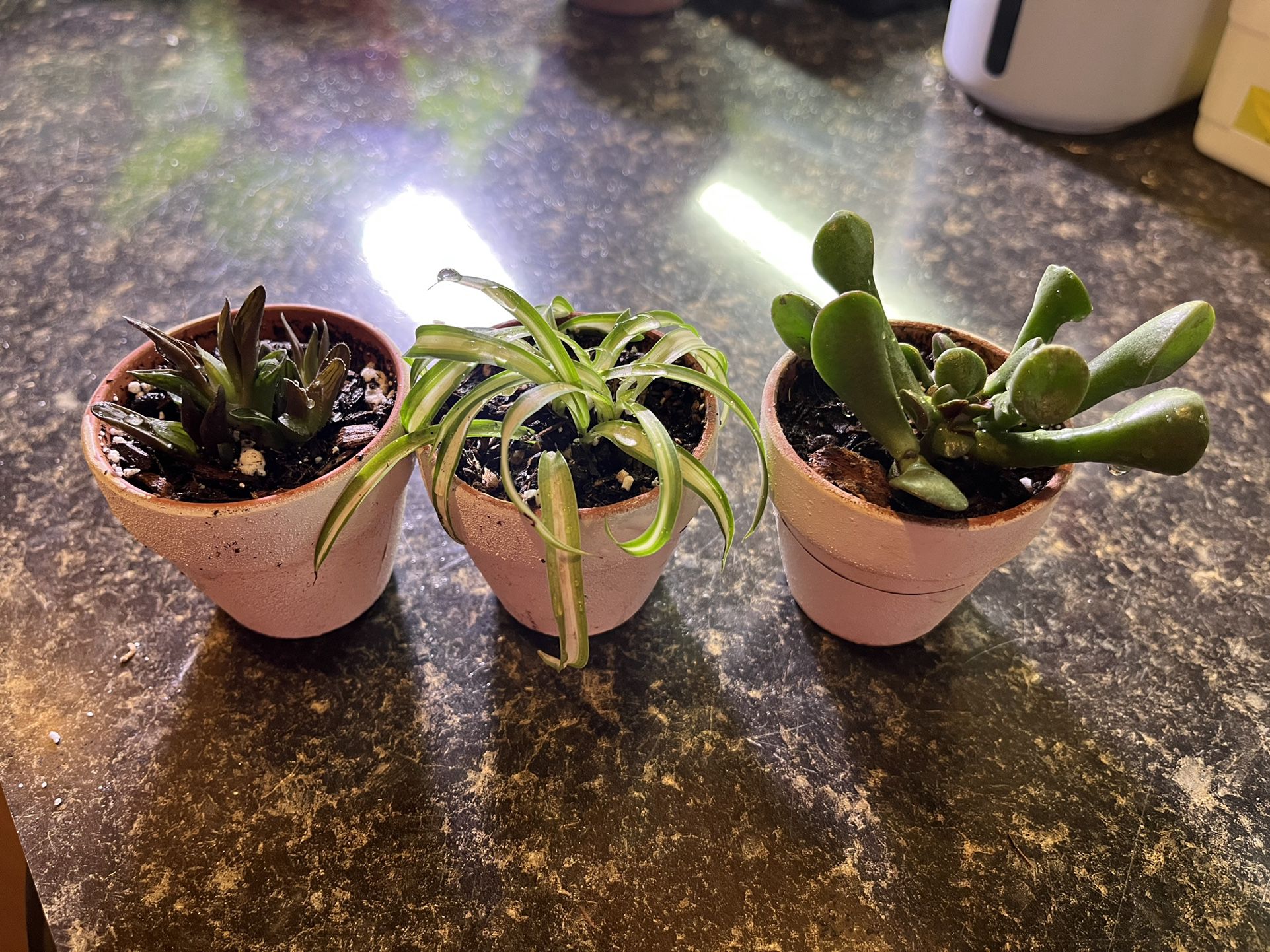 Trio Of Little Cutie Plants