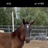 🐴