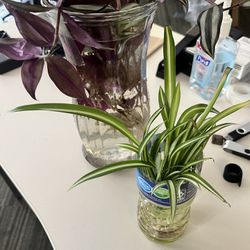 2 Plants 10$